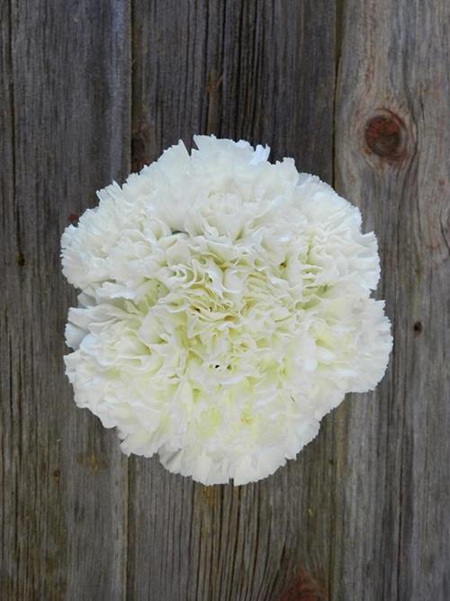 MOONLIGHT  WHITE CARNATIONS